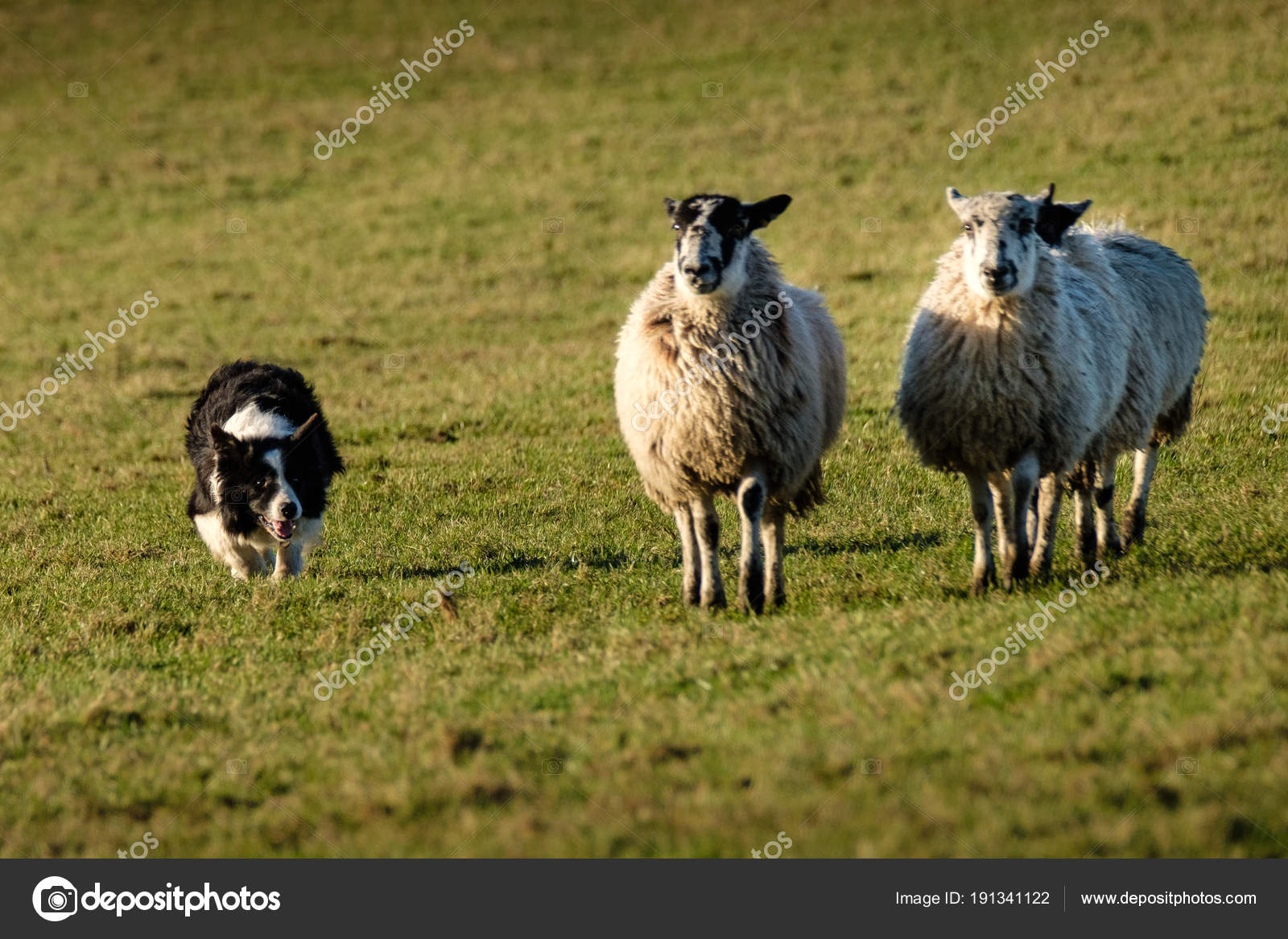 Lavoro Del Border Collie Cane Pastore Pastorizia Pecora Foto Stock