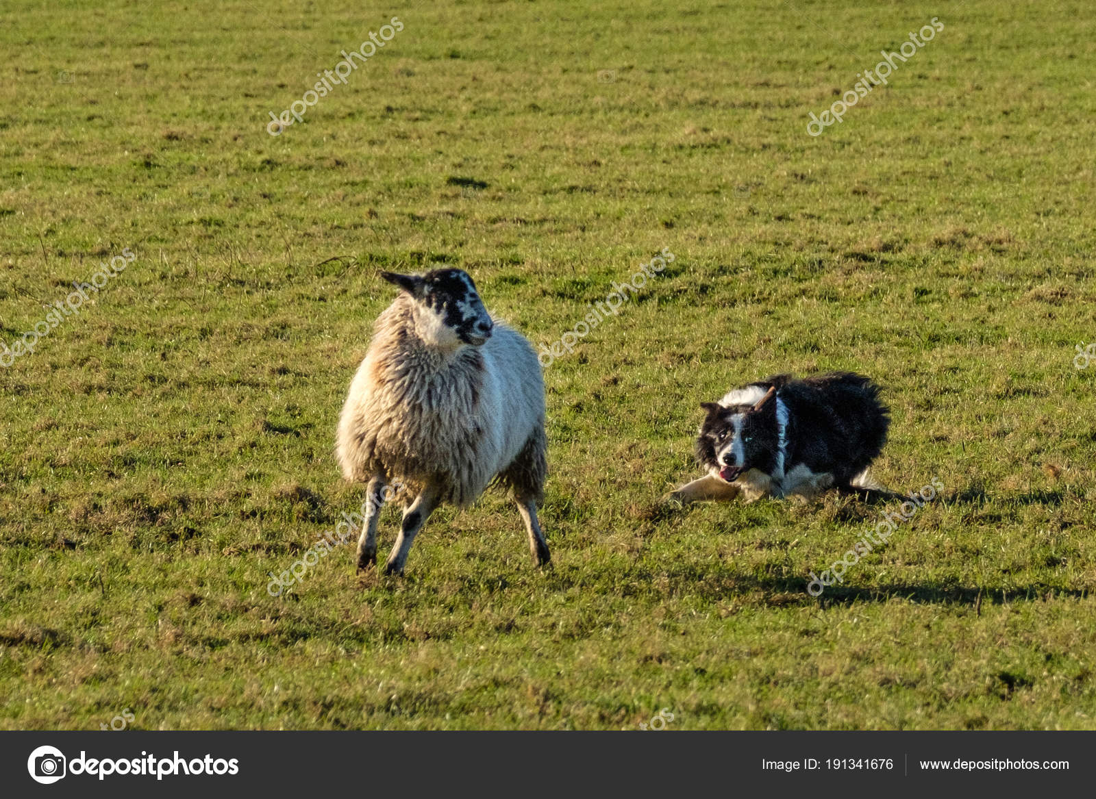 Lavoro Del Border Collie Cane Pastore Raccogliendo Pecore Foto