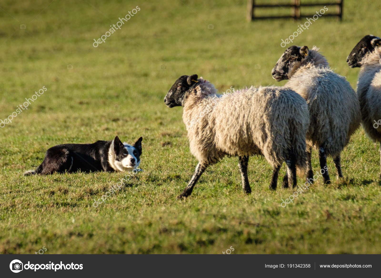 Lavoro Del Border Collie Cane Pastore Sdraiato Guardando Pecore