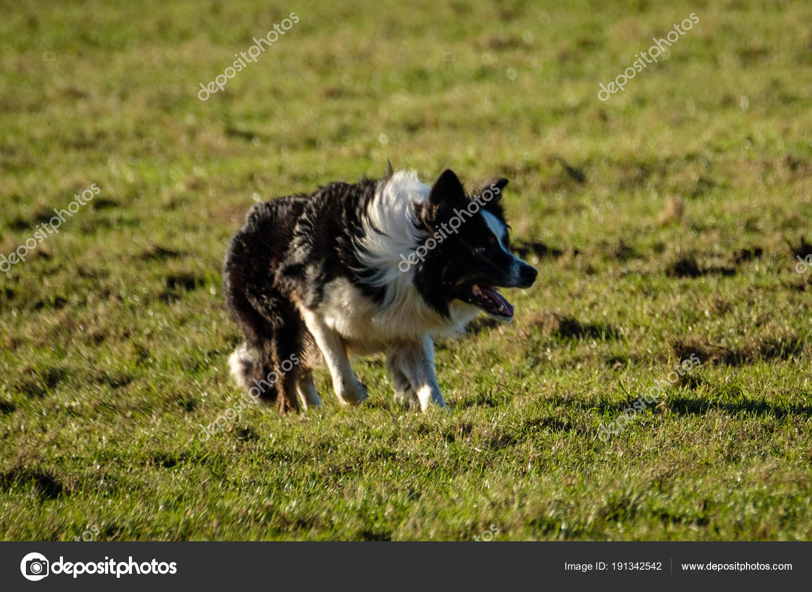 Lavoro Del Border Collie Cane Pastore Raccogliendo Pecore Nel Campo