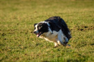 Kenar kömür ocağı çoban köpeği çalışan çalışan yakın çekim