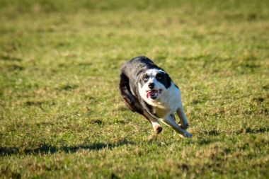 Çalışan çalışma kenar kömür ocağı koyun yakın çekim