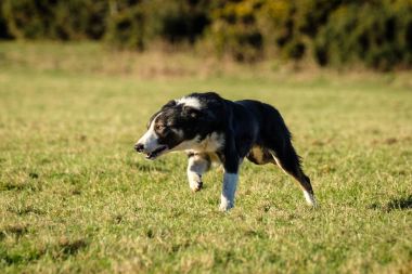 Alanında çalışan çalışma kenar kömür ocağı çoban köpeği