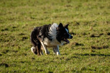 Koyun alandaki toplama çalışma kenar kömür ocağı çoban köpeği