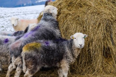 Kış karlarında saman balyası ile beslenen Herdwick koyunlarının yakın çekim