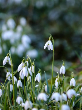 Kardelenlerin yakın çekim (Galanthus nivalis) 