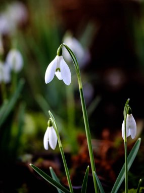 Kardelen (Galanthus nivalis) yakından
