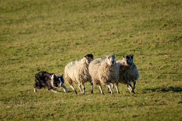 Fronteira Trabalho Collie Pastoreio Cães Ovinos — Fotografia de Stock