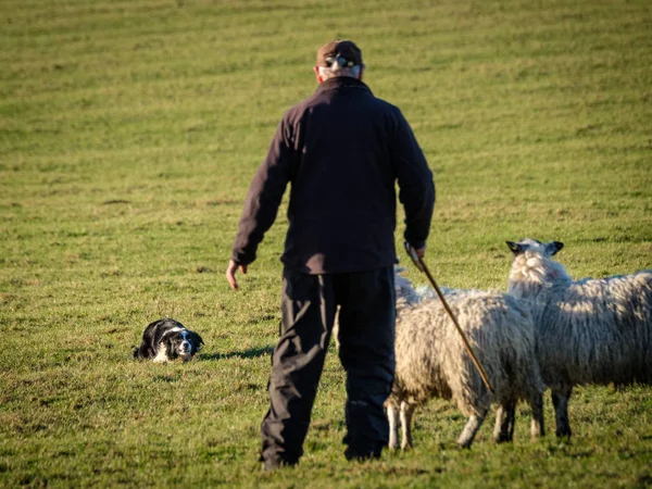 Shepherd Sheepdog Sheep — Stock Photo, Image