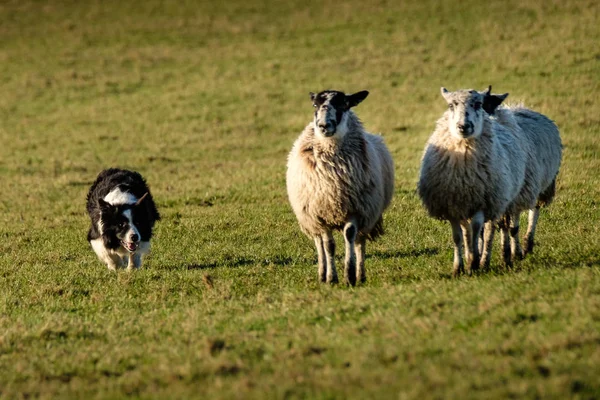 Arbeitender Border Collie Schäferhund Der Schafe Hütet — Stockfoto