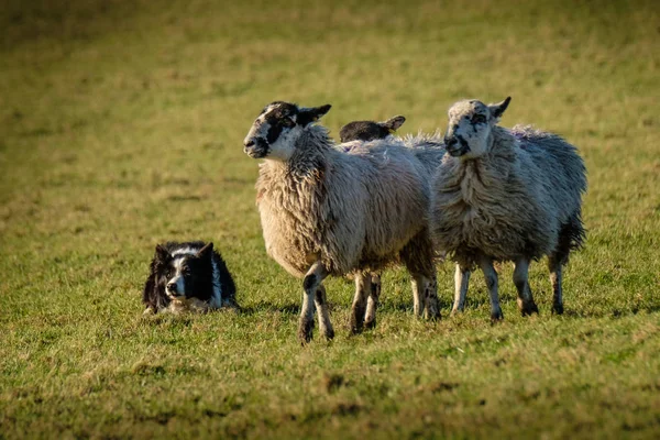 Närbild Arbetande Border Collie Sheepdog Liggande Valla Fåren — Stockfoto