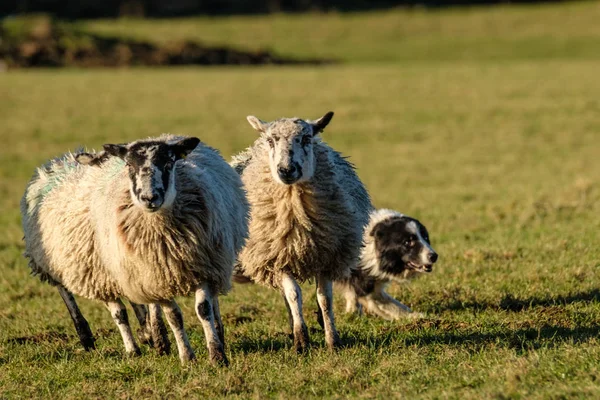 Fechar Fronteira Trabalho Collie Sheepdog Coleta Ovelhas — Fotografia de Stock