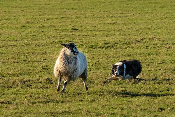 工作边界牧羊犬牧羊犬收集绵羊 — 图库照片