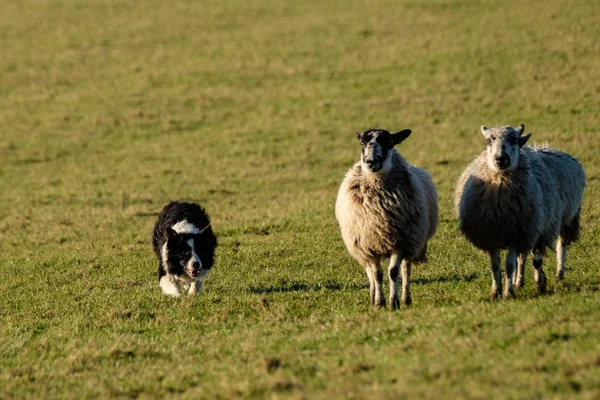 Pracovní Border Kolie Ovčák Shromažďování Ovce — Stock fotografie