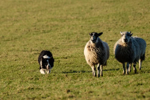 Frontera Trabajo Collie Perro Pastor Recolección Ovejas — Foto de Stock