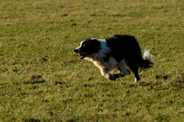 Working Border Collie Sheepdog Running Field — Stock Photo, Image