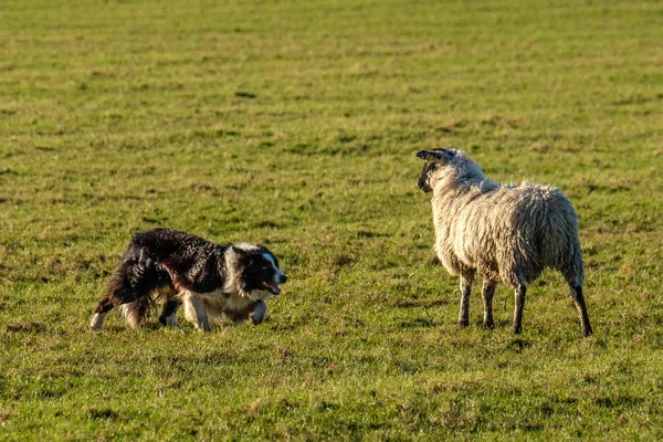 Frontera Trabajo Collie Pastor Agacharse Viendo Ovejas — Foto de Stock