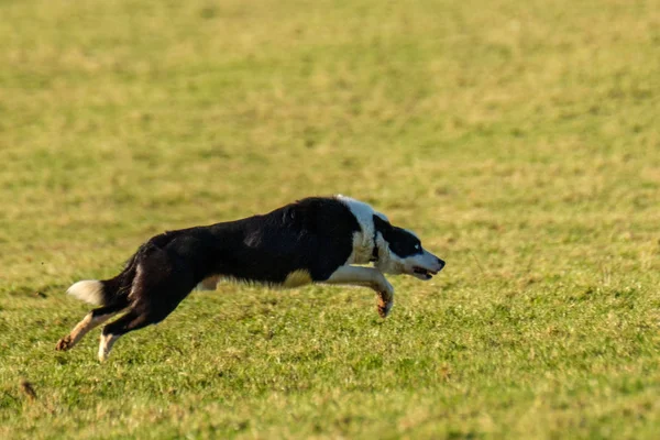 Εργασίας Τσοπανόσκυλο Κόλλεϊ Συνόρων Τρέχουν Στον Τομέα — Φωτογραφία Αρχείου