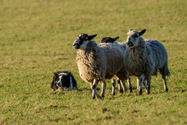 Koyun Izlerken Aşağı Yalan Çalışma Kenar Kömür Ocağı Çoban Köpeği — Stok fotoğraf