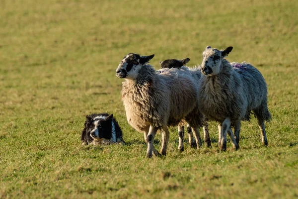 Trabalho Fronteira Collie Sheepdog Deitado Assistindo Ovelhas — Fotografia de Stock