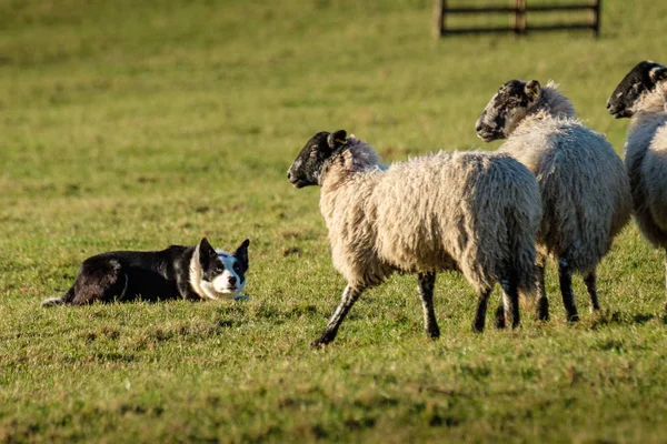 Trabalho Fronteira Collie Sheepdog Deitado Assistindo Ovelhas — Fotografia de Stock