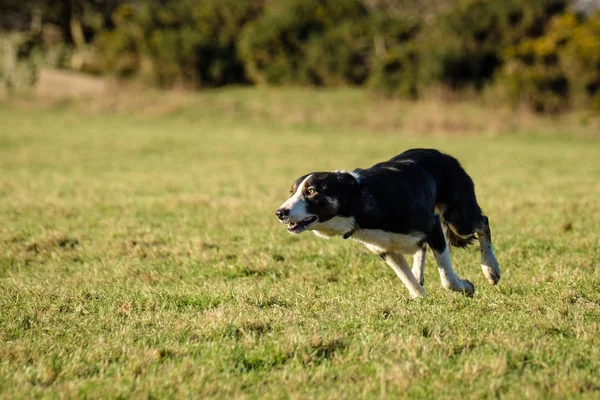 Praca Owczarek Border Collie Działa Dziedzinie — Zdjęcie stockowe