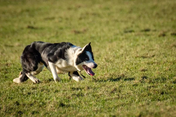 Praca Owczarek Collie Granicy Pola — Zdjęcie stockowe