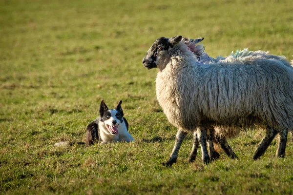 Fronteira Collie Sheepdog Deitado Assistindo Ovelhas — Fotografia de Stock