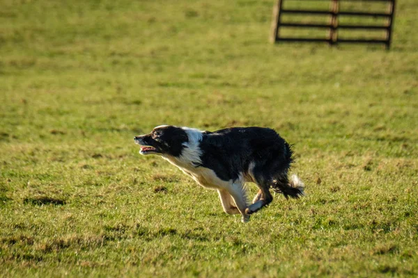 Sınır collie çoban köpeği çiftlik alanında çalışan