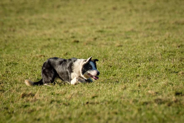 Sınır collie çoban köpeği tarlada bekleyen yatarken 
