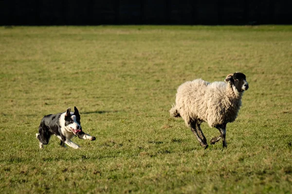 Border Collie Owczarek Bieganie Owcami — Zdjęcie stockowe