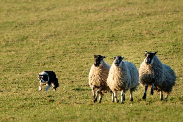 Border Collie Sheepdog Herding Sheep — Stock Photo, Image