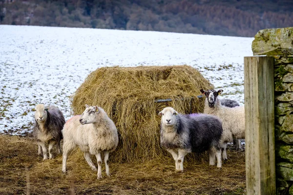 Ovce Herdwicková Seníku Zimním Sněhu — Stock fotografie