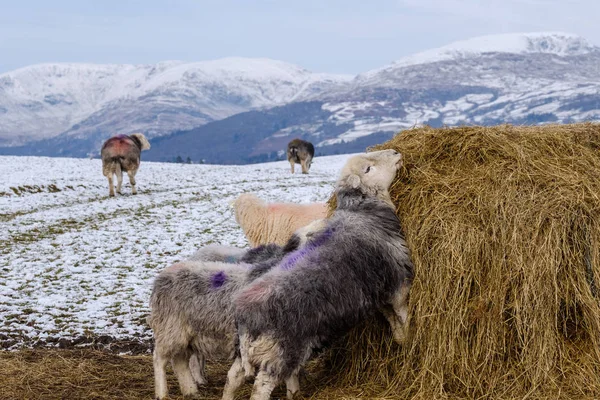 Herdwick Ovejas Alimentándose Pacas Heno Invierno Nieve Con Las Montañas — Foto de Stock