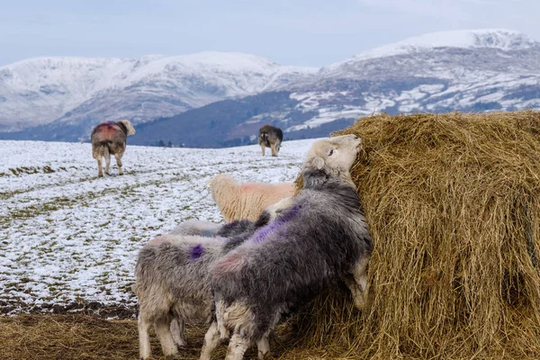 Herdwick koyun arka planda Lake District dağları ile kış kar saman balyası beslenen
