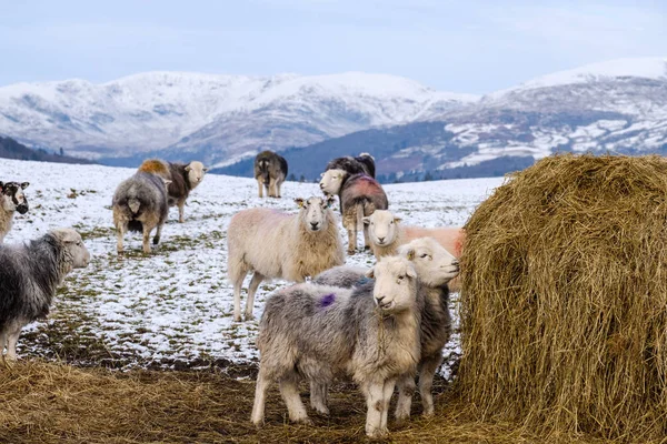 Arka planda Lake District dağları ile kış kar saman balyası tarafından Herdwick koyun Sürüsü