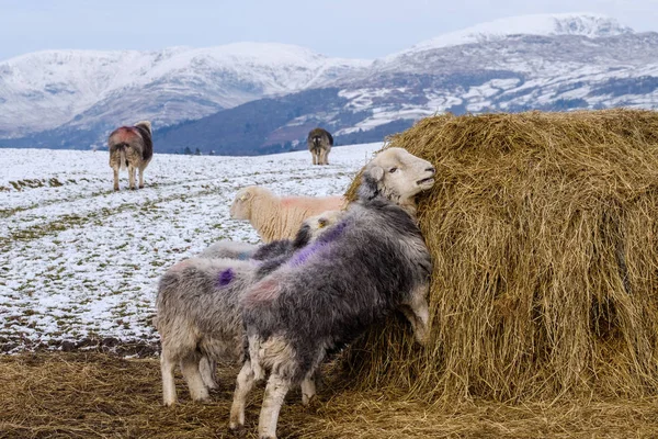 Kış karlarında saman balyası ile beslenen herdwick koyunu