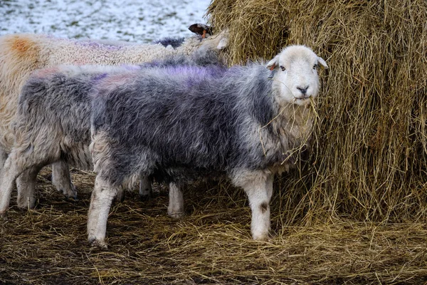 Primer Plano Ovejas Herdwick Con Pacas Heno Invierno Nieve —  Fotos de Stock