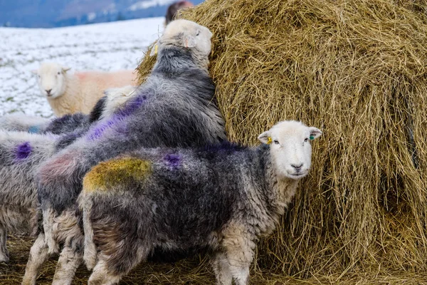 Kış Karlarında Saman Balyası Ile Beslenen Herdwick Koyunlarının Yakın Çekim — Stok fotoğraf