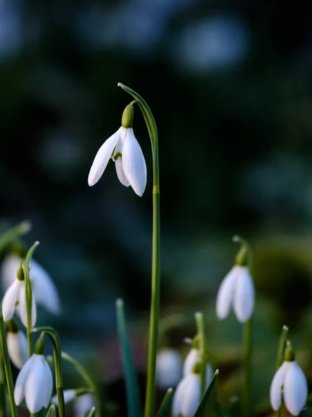 Tek kardelen (Galanthus nivalis) karanlık arka plan karşı yakın