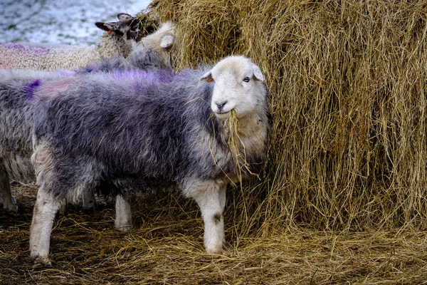 Nahaufnahme Von Schafen Die Sich Von Heuballen Ernähren — Stockfoto