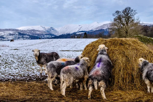 Rebaño Ovejas Cumbrian Herdwick Alimentándose Heno Nieve Invierno Con Montañas — Foto de Stock