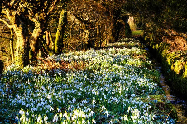 Ormanlık alanda güneşli kardelen kütlesi (Galanthus nivalis)