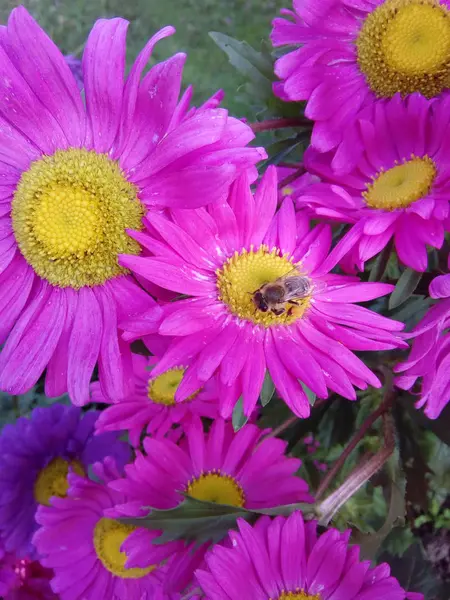 Flower Daisy Spring Nature — Stock Photo, Image