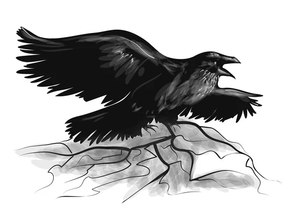 Raven on white — Stock Vector