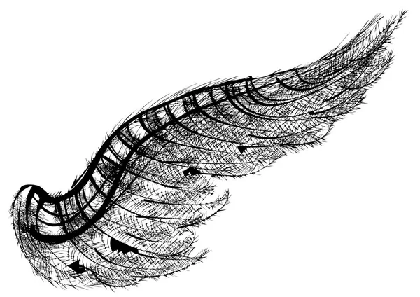 Μαύρο φτερό απομονωθεί — Διανυσματικό Αρχείο