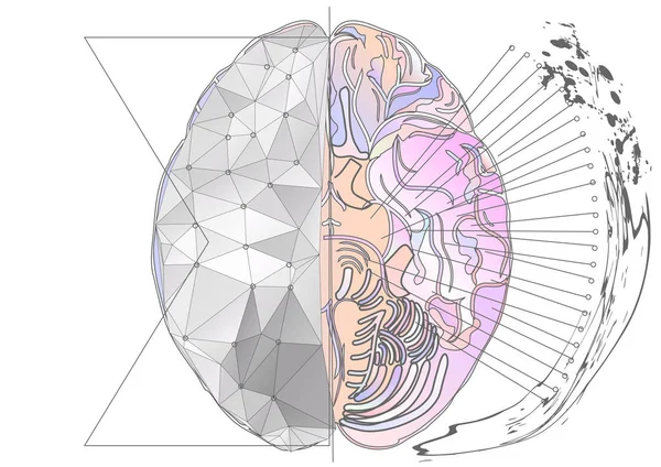 Cerebral hemisphere on white — Stock Vector