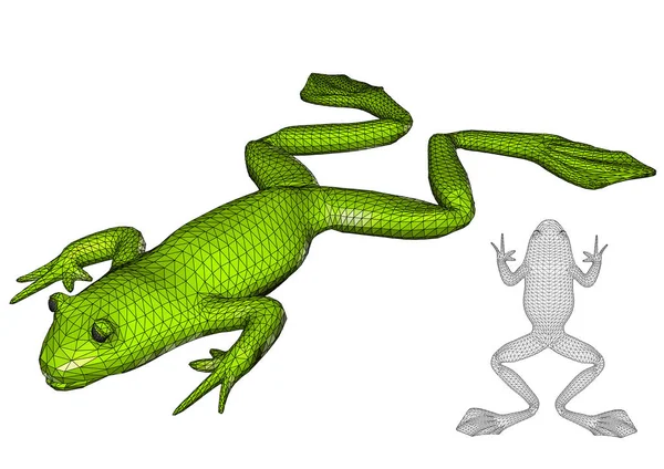 白の上にカエル — ストックベクタ