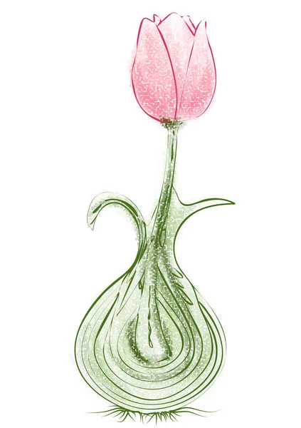 Bulbo tulipa em branco — Vetor de Stock