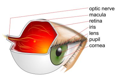 anatomy of eye clipart